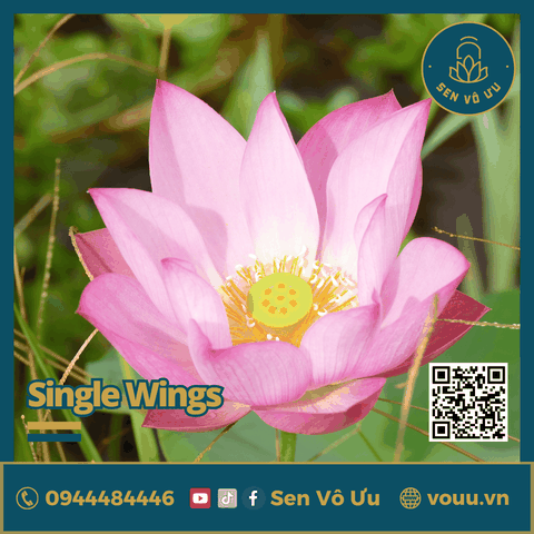 Giống Sen Mini Single Wing | Sen Vô Ưu