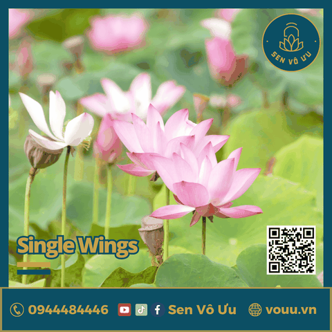 Giống Sen Mini Single Wing | Sen Vô Ưu