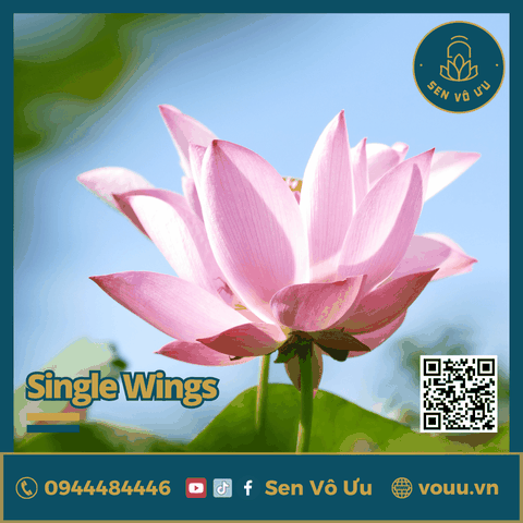 Giống Sen Mini Single Wing | Sen Vô Ưu