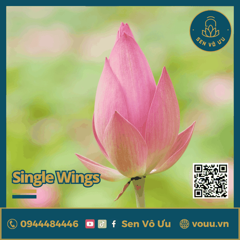 Giống Sen Mini Single Wing | Sen Vô Ưu
