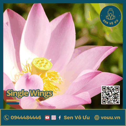 Giống Sen Mini Single Wing | Sen Vô Ưu