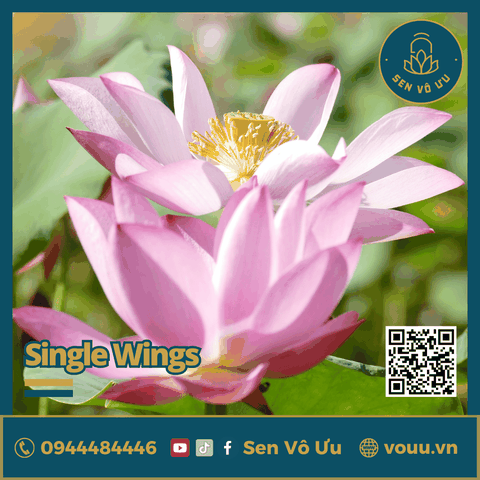Giống Sen Mini Single Wing | Sen Vô Ưu