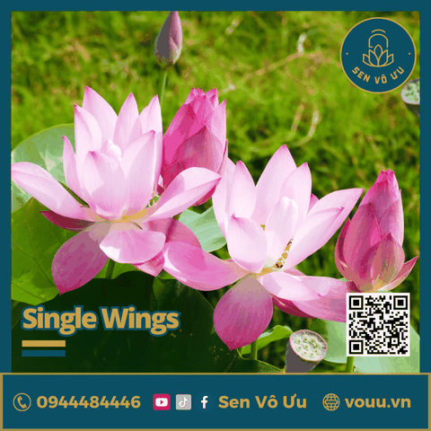 Giống Sen Mini Single Wing | Sen Vô Ưu
