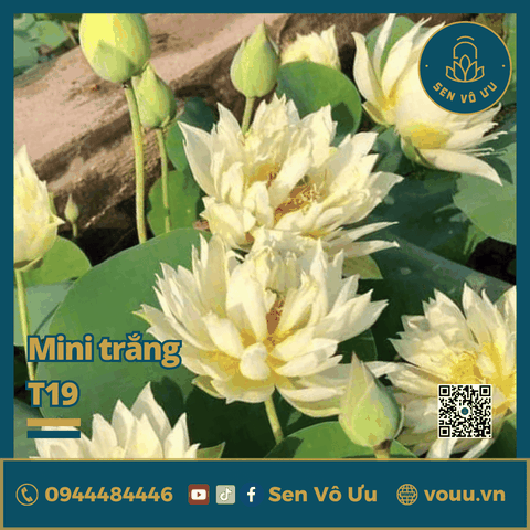 Giống sen trắng mini Biển Tuyết | Sen Vô Ưu