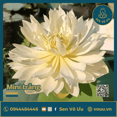 Giống sen trắng mini Biển Tuyết | Sen Vô Ưu