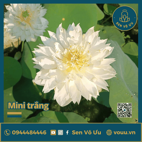 Giống sen trắng mini Biển Tuyết | Sen Vô Ưu