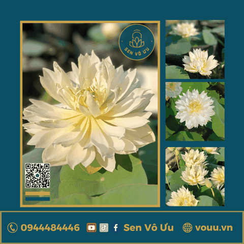 Giống sen trắng mini Biển Tuyết | Sen Vô Ưu