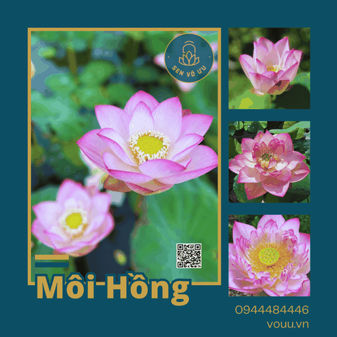 Giống sen Môi hồng xứ Quảng | Sen Vô Ưu