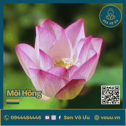 Giống sen Môi hồng xứ Quảng | Sen Vô Ưu
