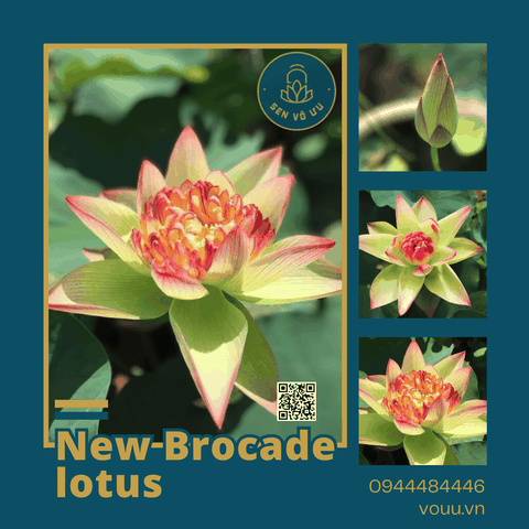 Giống sen New Brocade lotus | Sen Vô Ưu