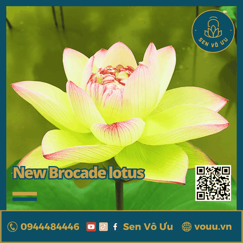 Giống sen New Brocade lotus | Sen Vô Ưu