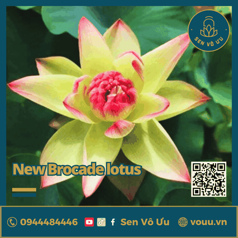 Giống sen New Brocade lotus | Sen Vô Ưu