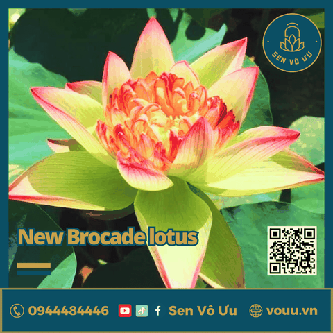 Giống sen New Brocade lotus | Sen Vô Ưu