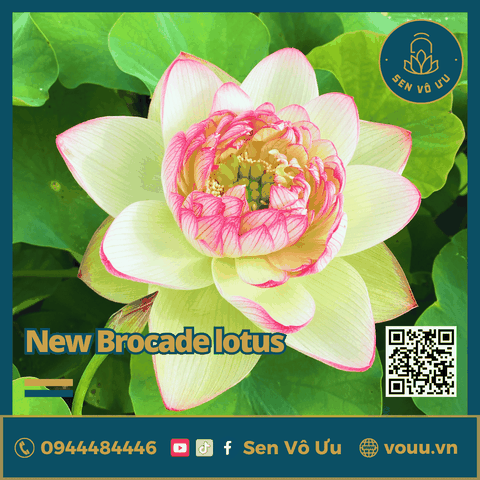 Giống sen New Brocade lotus | Sen Vô Ưu