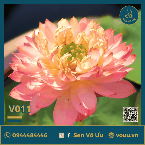 Giống sen Nhật Cam V011 | Sen Vô Ưu