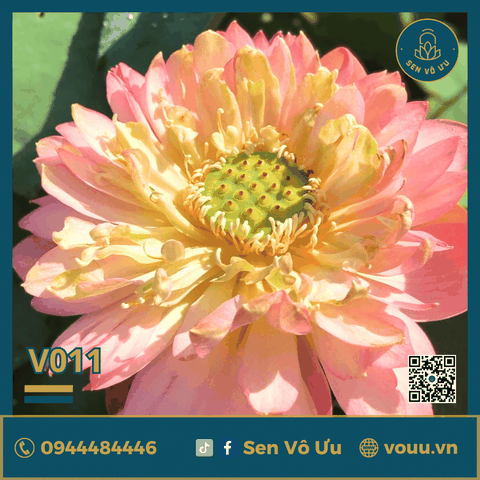 Giống sen Nhật Cam V011 | Sen Vô Ưu