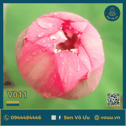 Giống sen Nhật Cam V011 | Sen Vô Ưu