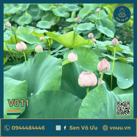 Giống sen Nhật Cam V011 | Sen Vô Ưu