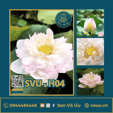 Giống sen Phật Âm | Sen Vô Ưu