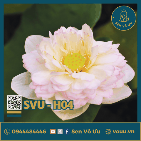 Giống sen Phật Âm | Sen Vô Ưu