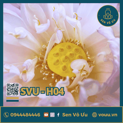 Giống sen Phật Âm | Sen Vô Ưu