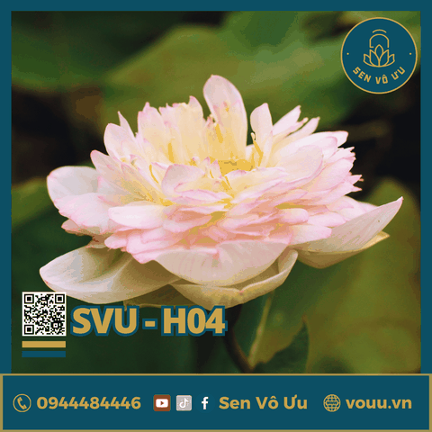 Giống sen Phật Âm | Sen Vô Ưu