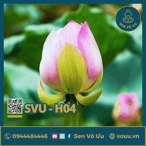 Giống sen Phật Âm | Sen Vô Ưu