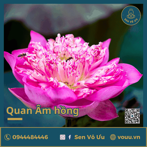 Củ giống sen Quan Âm hồng | Sen Vô Ưu