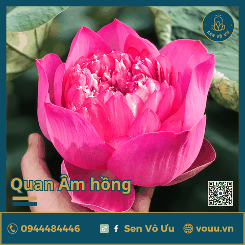 Củ giống sen Quan Âm hồng | Sen Vô Ưu