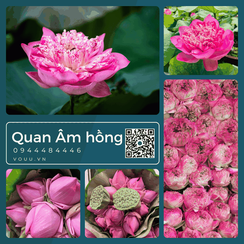 Củ giống sen Quan Âm hồng | Sen Vô Ưu