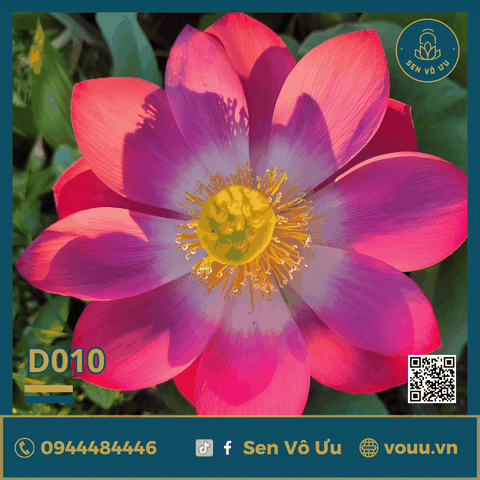 Giống sen Red Shanghai lotus | Sen Vô Ưu
