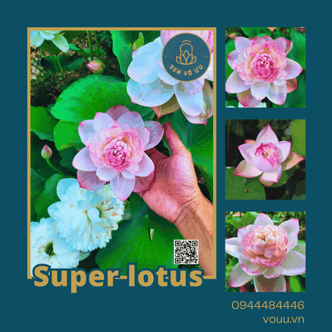 Giống sen Super Lotus | Sen Vô Ưu