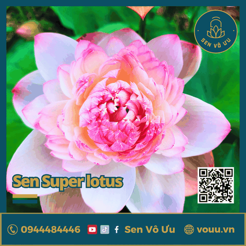Giống sen Super Lotus | Sen Vô Ưu
