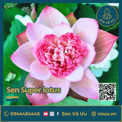 Giống sen Super Lotus | Sen Vô Ưu