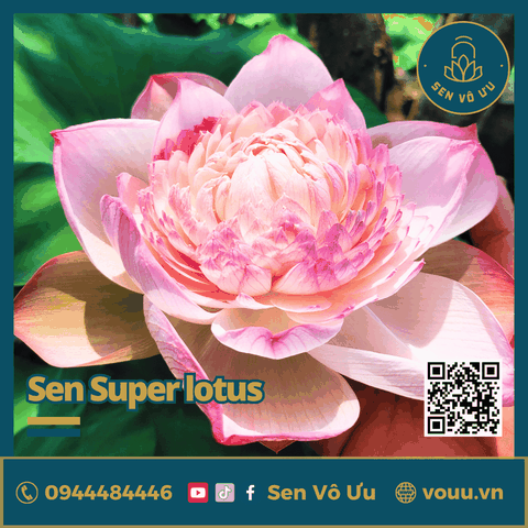 Giống sen Super Lotus | Sen Vô Ưu