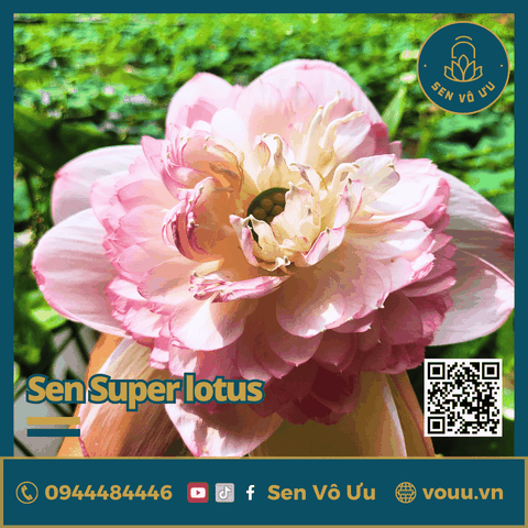 Giống sen Super Lotus | Sen Vô Ưu
