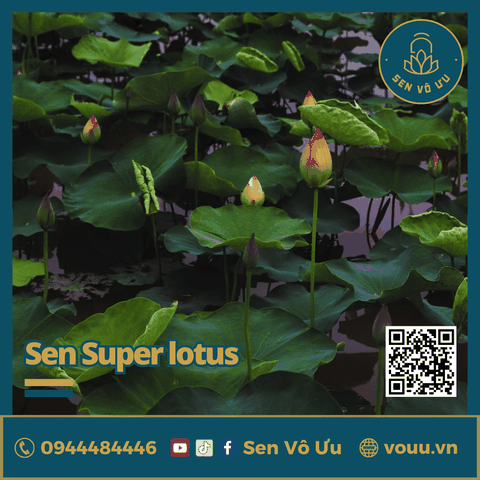 Giống sen Super Lotus | Sen Vô Ưu