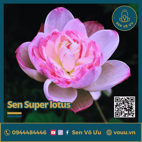 Giống sen Super Lotus | Sen Vô Ưu
