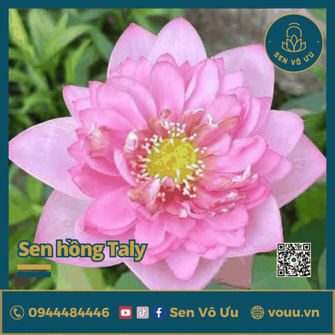 Giống sen hồng Taly | Sen Vô Ưu