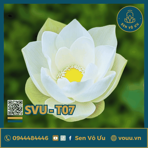 Giống sen trắng Bạch Tiên Sinh | Sen Vô Ưu
