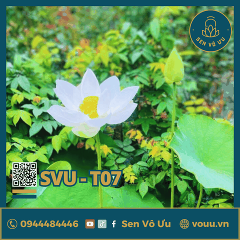 Giống sen trắng Bạch Tiên Sinh | Sen Vô Ưu