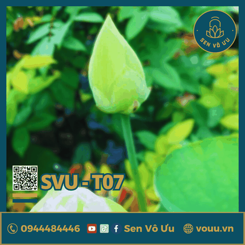 Giống sen trắng Bạch Tiên Sinh | Sen Vô Ưu