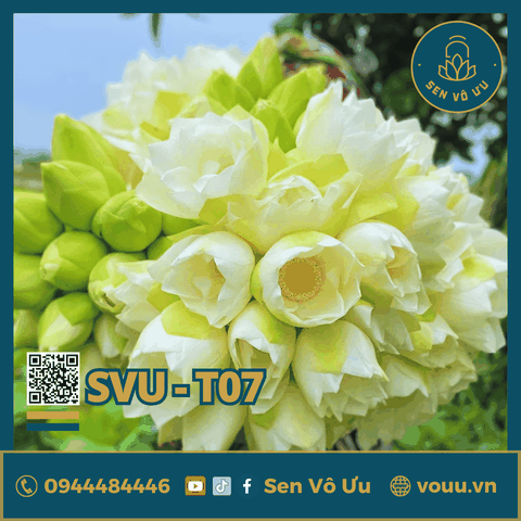 Giống sen trắng Bạch Tiên Sinh | Sen Vô Ưu