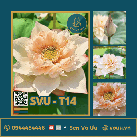 Giống sen trắng Bloom and Heathy Lotus | Sen Vô Ưu