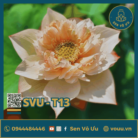 Giống sen trắng Bloom and Heathy Lotus | Sen Vô Ưu