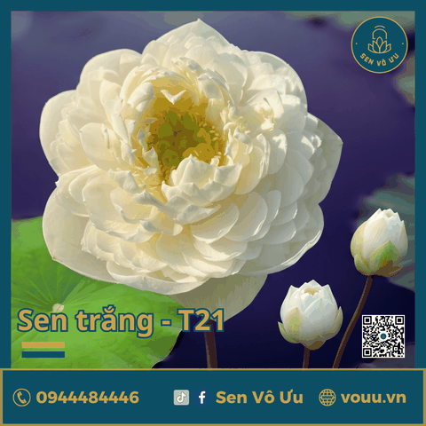Giống sen trắng Camelia Love | SVU-T21 | Sen Vô Ưu