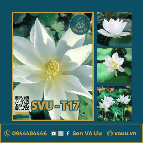 Giống sen trắng Cung Đình | Sen Vô Ưu