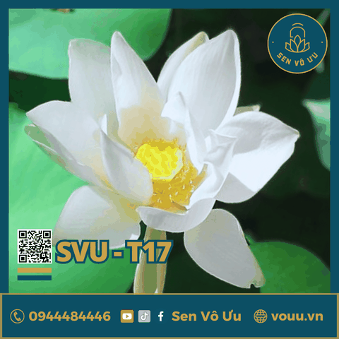 Giống sen trắng Cung Đình | Sen Vô Ưu