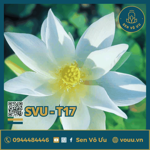 Giống sen trắng Cung Đình | Sen Vô Ưu
