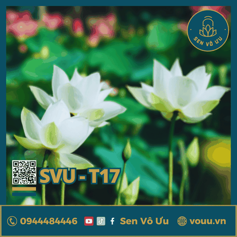 Giống sen trắng Cung Đình | Sen Vô Ưu